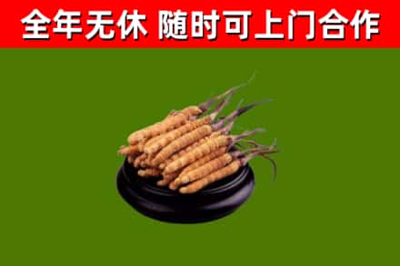 乌鲁木齐回收散虫草